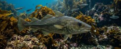 Fisk Kryssord – Vanlige løsninger og synonymer